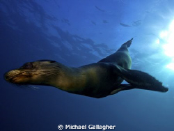 Galapagos sea lion streaks past - just a check out dive, ... by Michael Gallagher 
